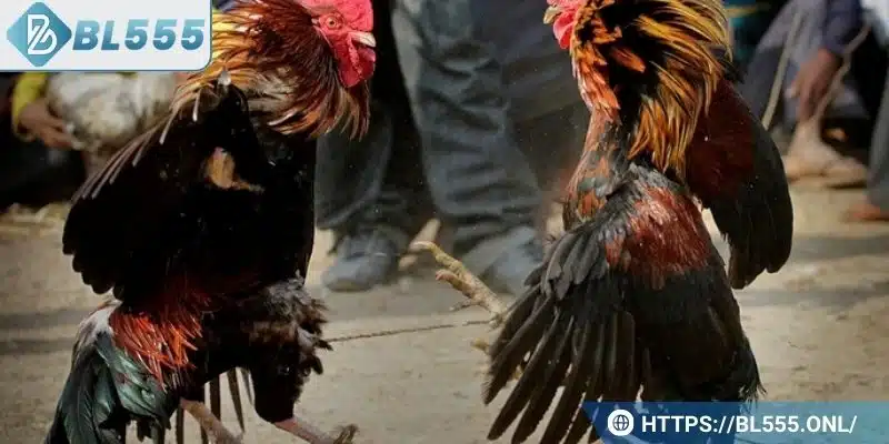 Cá cược Handicap mang lại lợi nhuận tốt