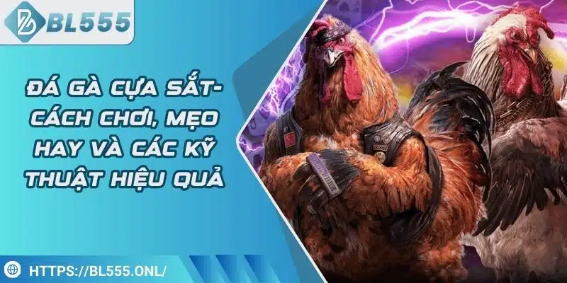 Đá gà cựa sắt - Cách chơi hay và các kỹ thuật hiệu quả