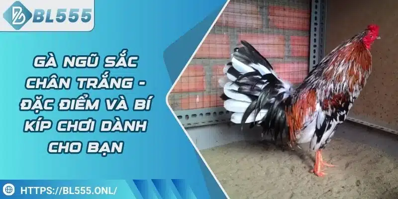 Gà ngũ sắc chân trắng - Đặc điểm và bí kíp chơi dành cho bạn