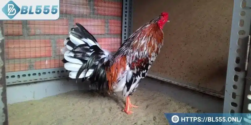 Sơ lược về loại gà ngũ sắc hiếm có