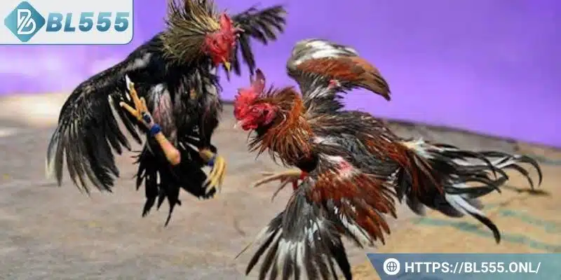 Đây là hình thức đặt cược phổ biến nhất tại nhà cái BL555