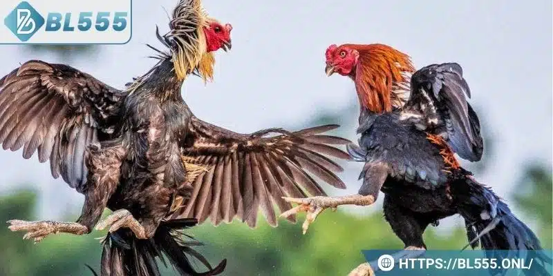 Trực tiếp đá gà được hiểu là gì?